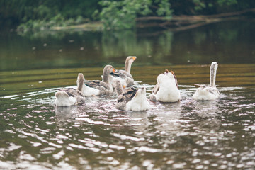 A herd of beautiful white geese floating in a pond near a farmhouse. Vintage toning.