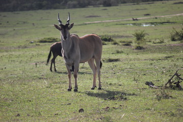 Naklejka na ściany i meble Антилопа канна или Эланд (Taurotragus oryx)