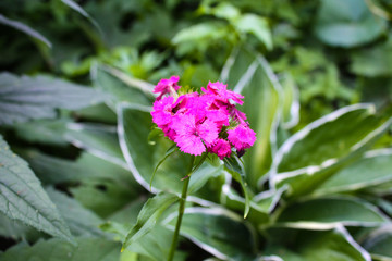 Blooming violet flower close up, colorful and vivid plant, natural background.