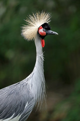 Grey crowned crane
