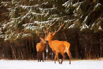 Naklejka na ściany i meble Two noble deer males against the background of a beautiful winter snow forest. Natural winter landscape. Christmas image. Selective focus.