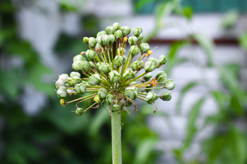 Flower beginning to bloom close up, colorful and vivid plant, natural background