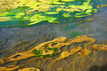 Green and orange algae on the river. Pollution of the environment.