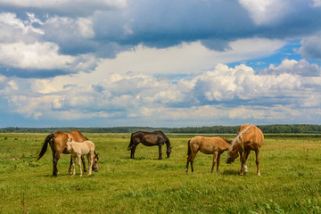 a herd of horses on a farm field