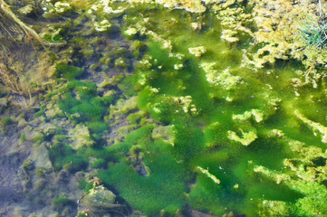 Green and orange algae on the river. Pollution of the environment.