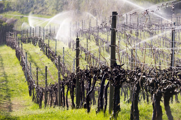 Irrigation Sprinkler Vineyard Okanagan Valley