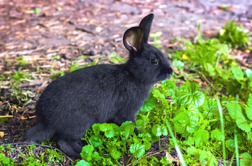 Wild animals in nature, black rabbit on the grass