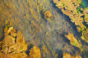 Green and orange algae on the river. Pollution of the environment.