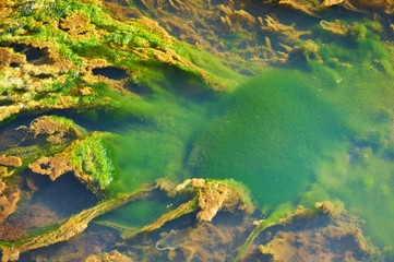 Green and orange algae on the river. Pollution of the environment.