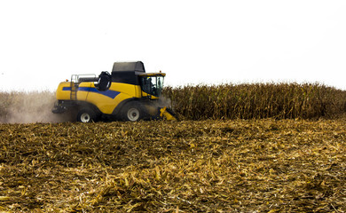 Obraz premium Corn harvest. A corn field during summer afternoon in rural