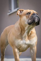 Fototapeta premium Old english bulldog schweiz