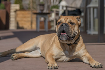 Fototapeta premium Old english bulldog schweiz