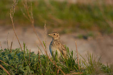 Eurasian skylark looks out of the grass, preparing to fly for the song (during the breeding season).