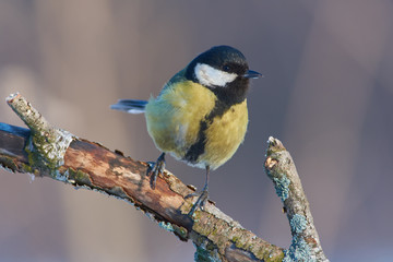Great tit with a crooked beak sits on a branch in the forest (good morning light).