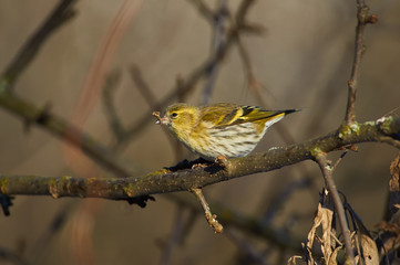 Siskin sits on a wild apple tree with a twig in its beak in its natural habitat.