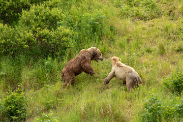 kodiak bear fight