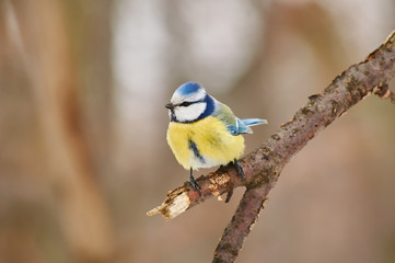 Blue tit sits on a broken branch in a natural park.