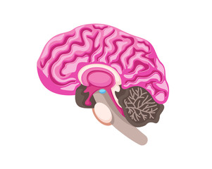 Healthy Brain Anatomy Internal Human Organ Illustration