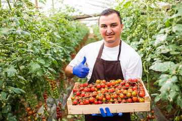 Young famr worker with thumbs up holding wooden box with cherry tomatoes harvest in greenhouese background. Agriculture