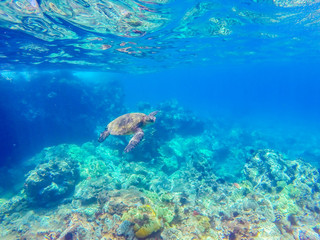 Naklejka na ściany i meble Sea turtle swimming in clear water
