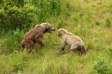 Fototapeta premium kodiak bear fight