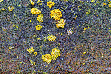 old concrete fence as a background. Texture of a concrete fence