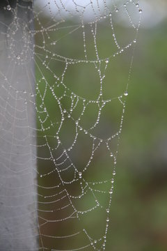 Netz einer Spinne