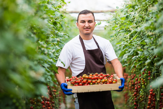 Farming, gardening, people concept - Young man worker harvesting crop of cherry tomatoes at greenhouse