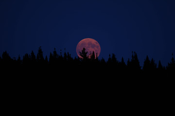 Blood moon behind the forest