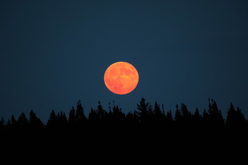 Bloodmoon over the trees