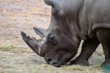 broadlip rhinoceros