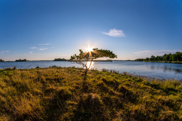 Lonely tree at the coast at beautiful sunset © DZiegler