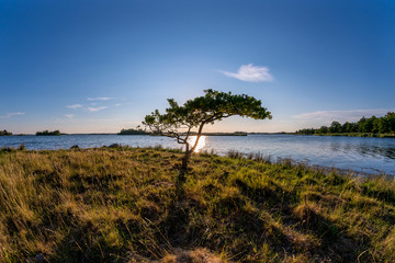 Lonely tree at the coast at beautiful sunset © DZiegler