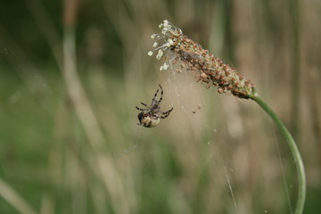 Spinne