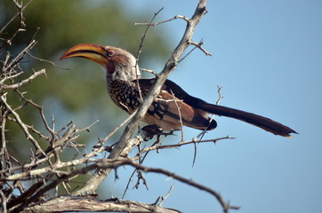 Hombill Colorfoul bird