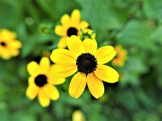 Yellow Black Eyed Susan