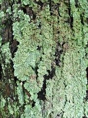 Green Moss on Maple Tree
