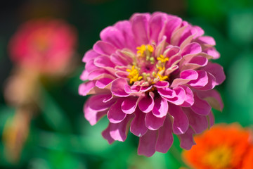 Head of summer flower close-up. Pink flower on green background. 