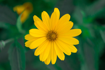 Yellow flower on dark background. Bright red head of flower close-up. 