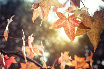 Beautiful sunset light through the colorful leaves of an outdoor tree in a typical autumn landscape.