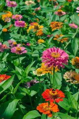 Multicolored bright flowers in the garden on green background. Colorful floral background