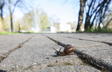 Snail
