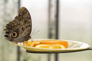 Butterfly having dinner