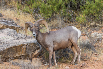 Desert Bighorn Sheep Ram