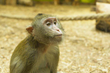 Monkey posing for the camera. Good portrait. Wildlife.