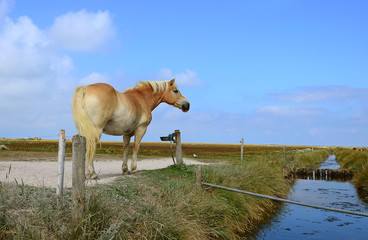 braunes Pferd