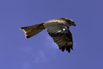 Flying red kite (Milvus milvus)
