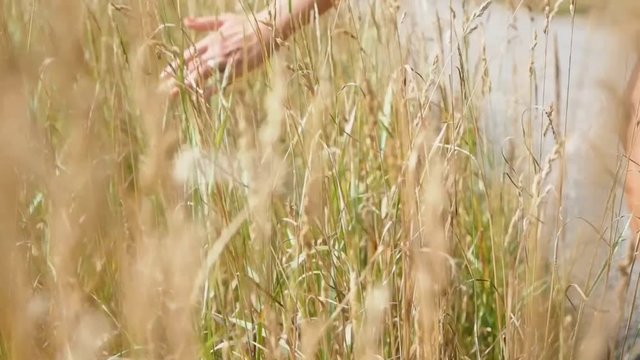 Female person walking whilst gently touching dry grain with left hand at summer on the countryside