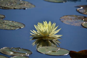 One water lily on a blue pond - view from the water level