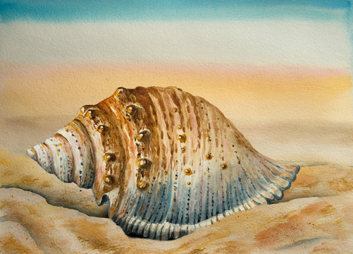 Watercolor background, a coast and a seashell